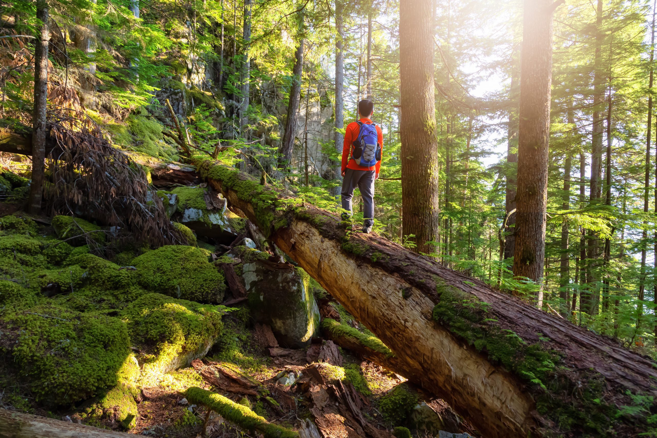 Slider Image - Canada’s Forests